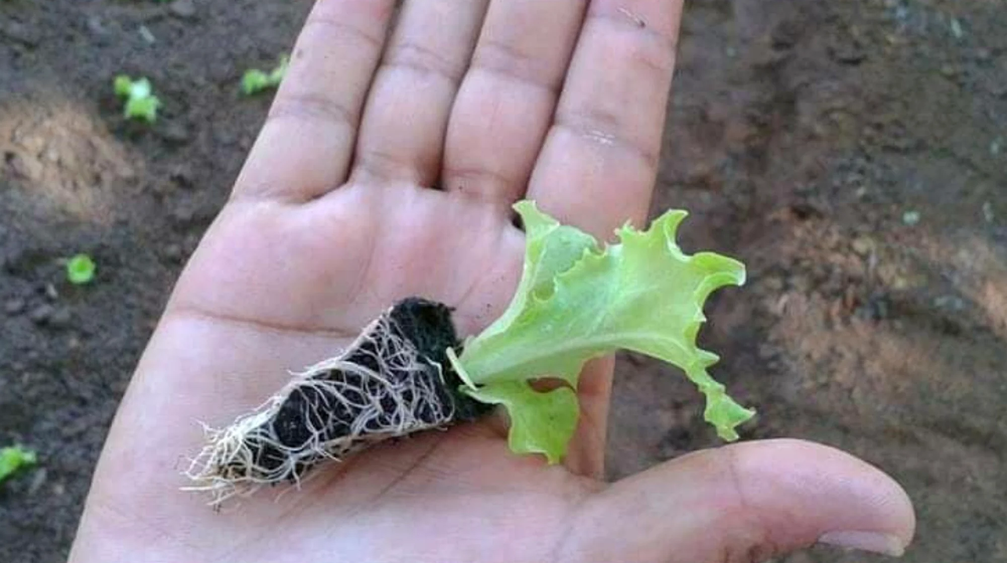 Cultivo e atenção aos detalhes