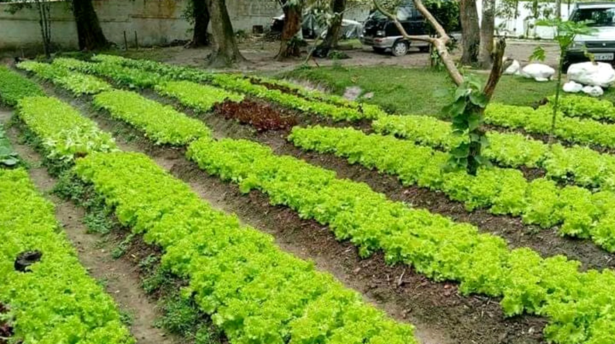 Horta e cuidado
