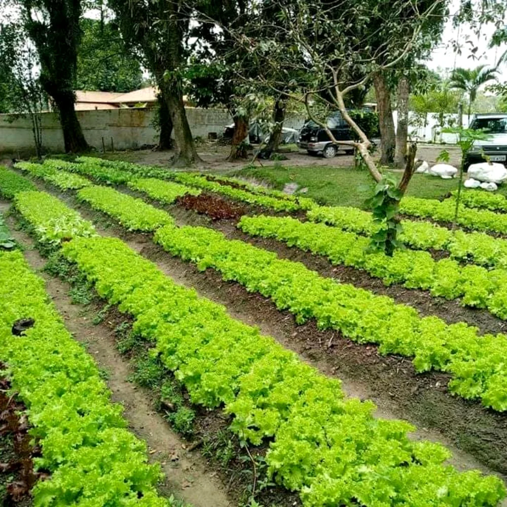 Horta da unidade
