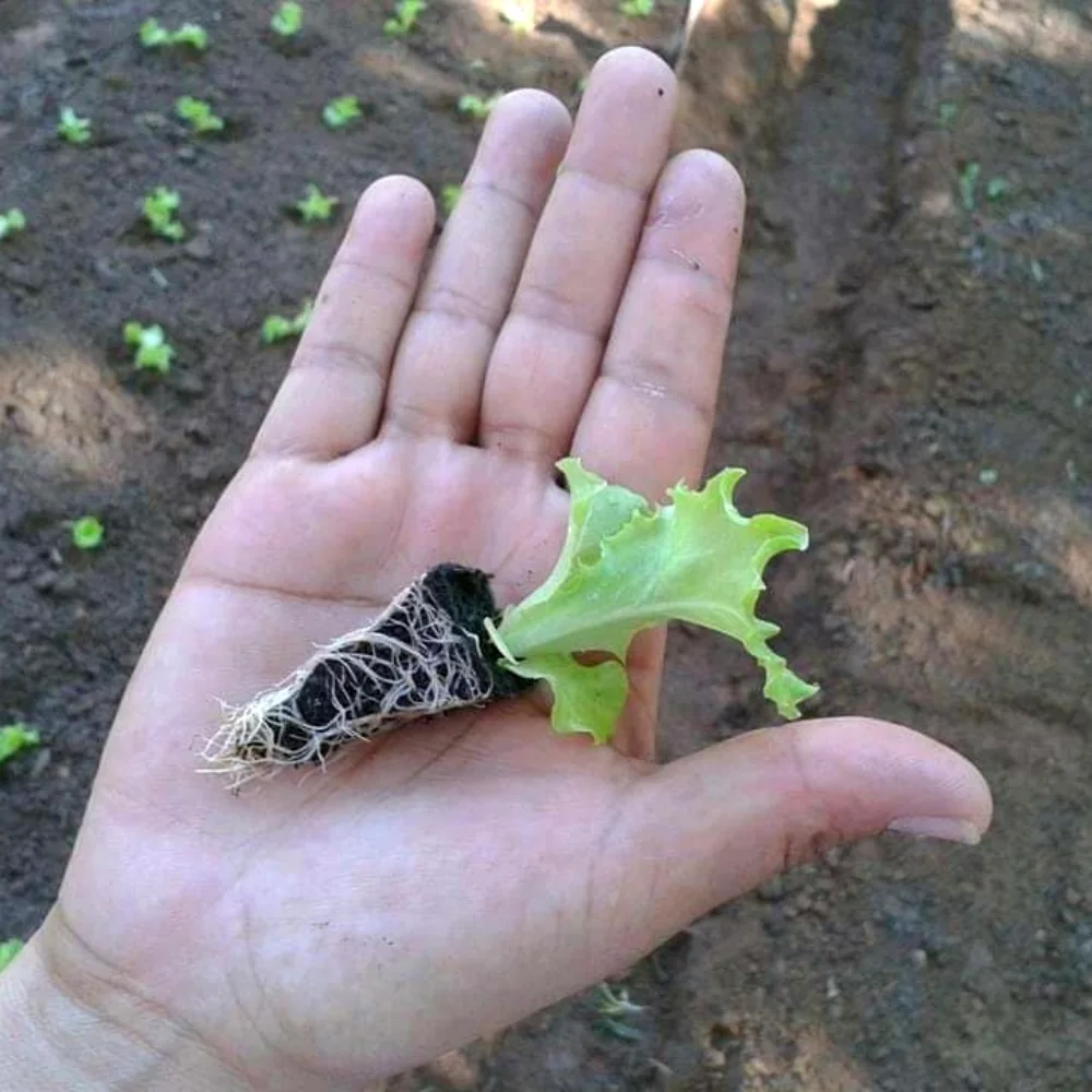 Muda cultivada na horta da unidade